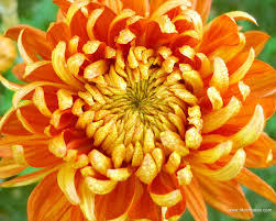 Chrysanthemum is the birth flower for the month of November